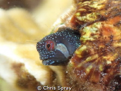 Twinhorn Blenny
Tg4, UFL3 strobes by Chris Spray 